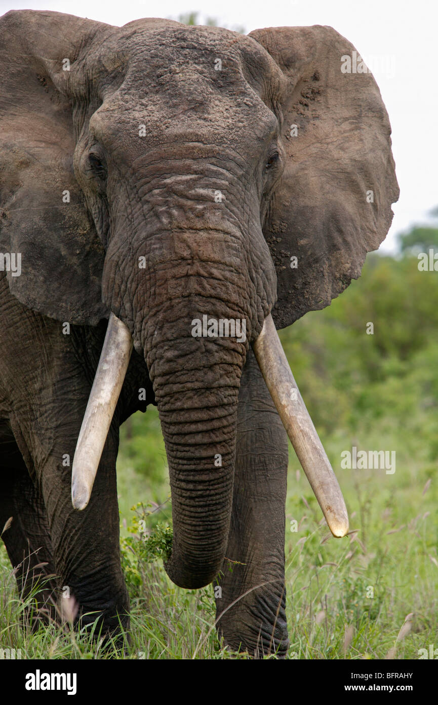 Ritratto frontale dell' elefante africano bull con grandi zanne Foto Stock