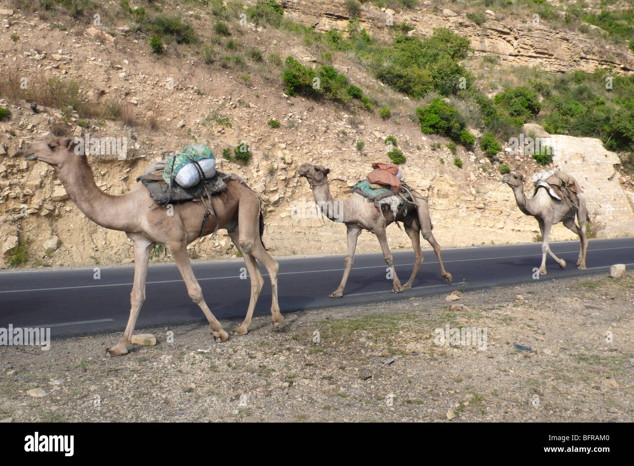 Caravan di Afar cammelli en route da Dancalia Foto Stock