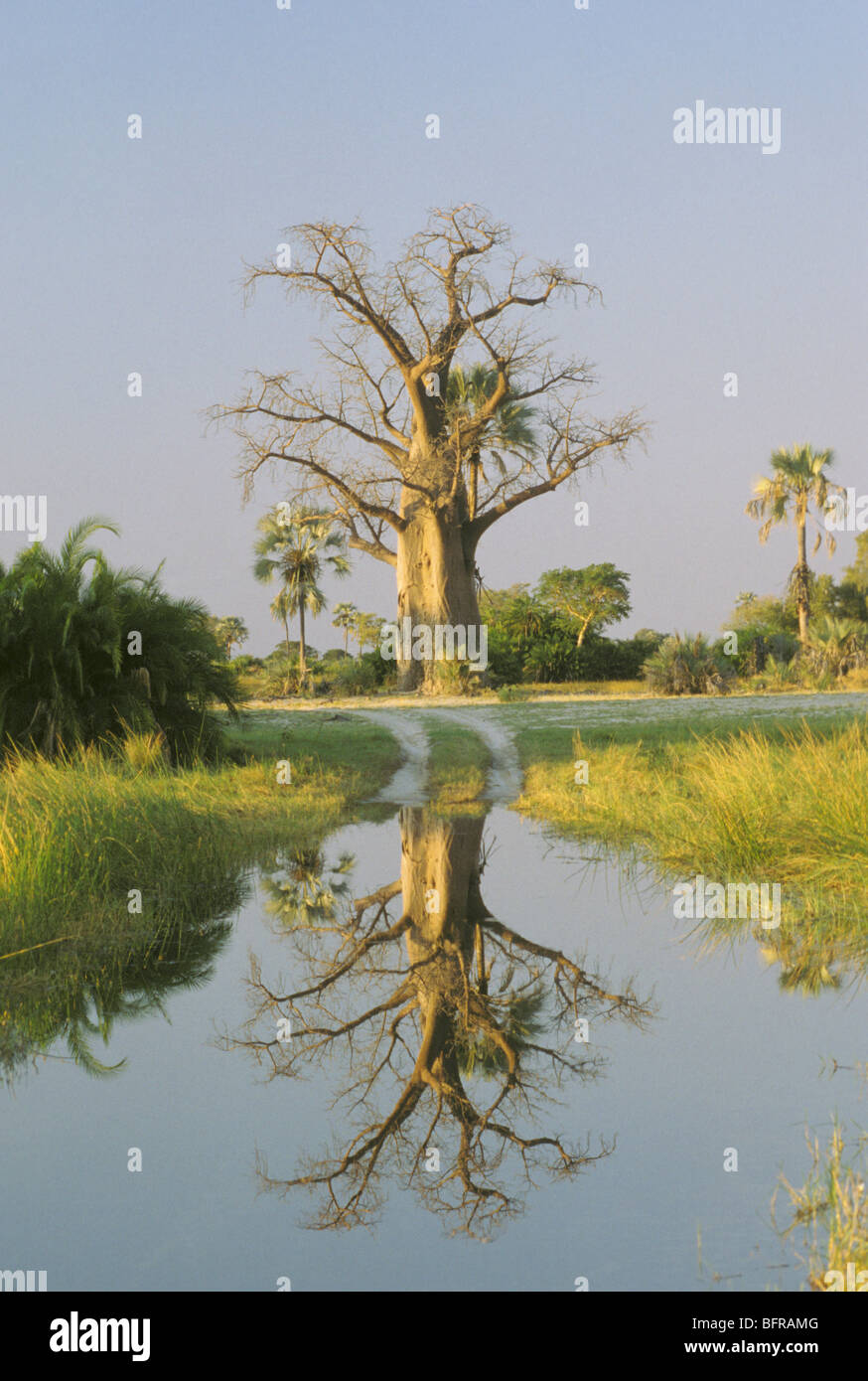 Baobab riflessa nell'acqua durante la stagione delle piogge Foto Stock