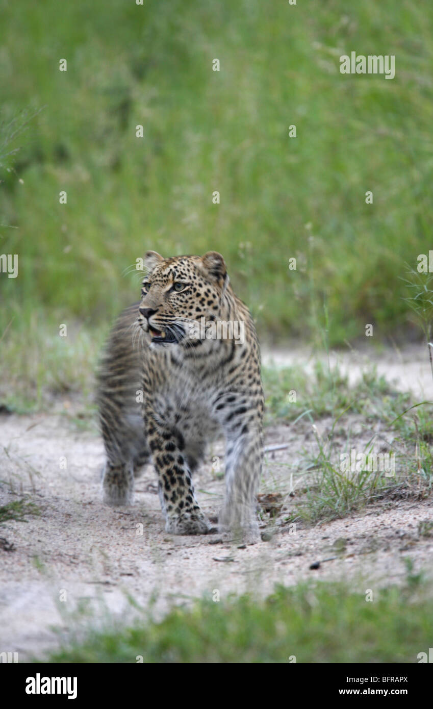 Vista frontale di una femmina di leopard stalking al crepuscolo Foto Stock