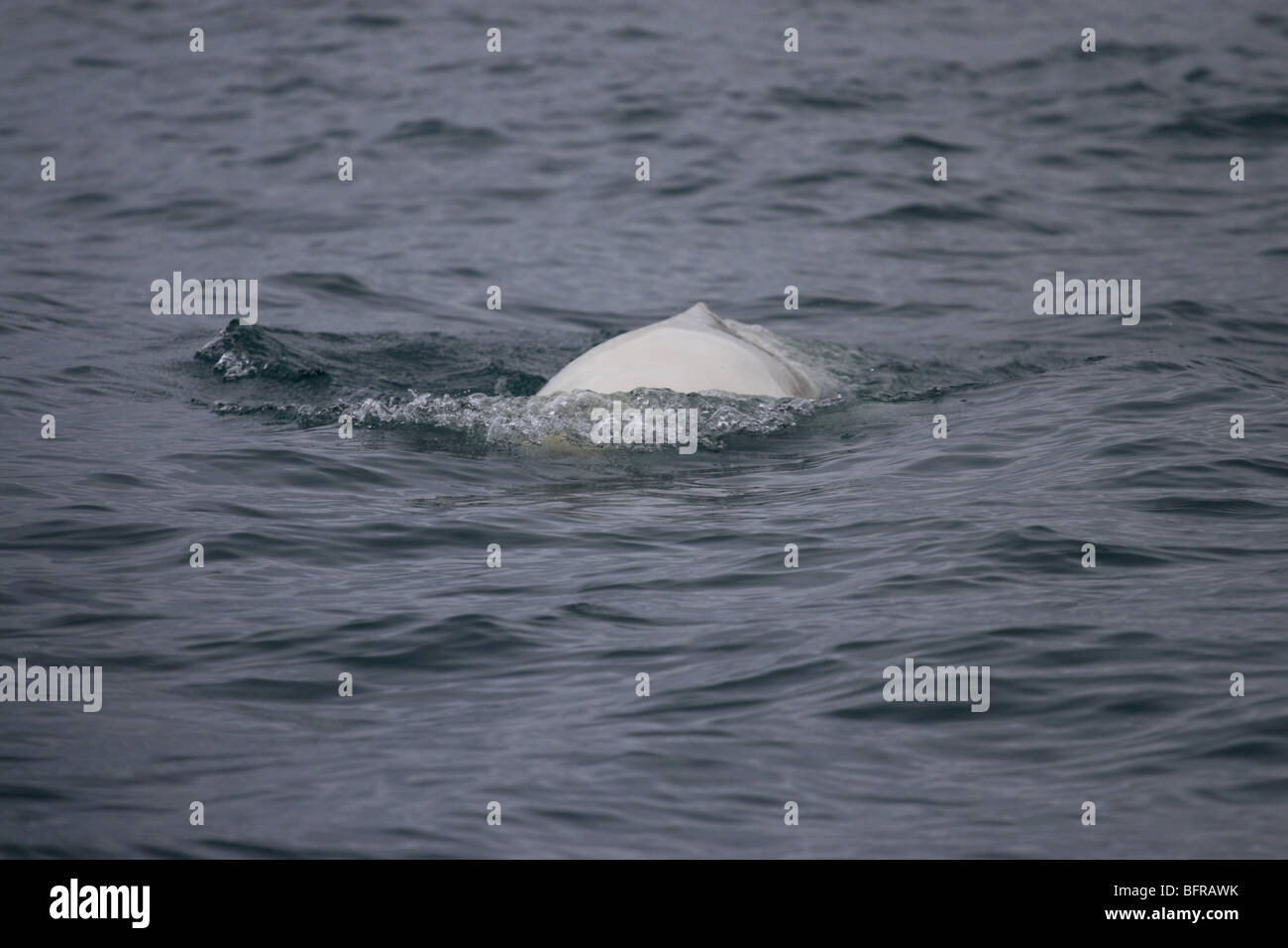 Il beluga affiorante nel mare Artico delle Isole Svalbard Foto Stock