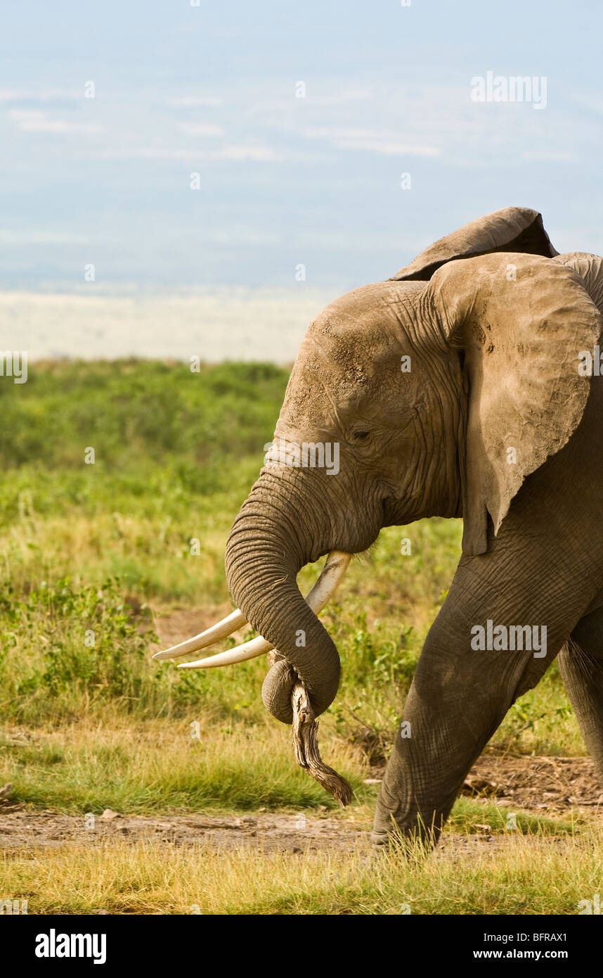 Elefante africano che trasportano il pezzo di legno (Loxodonta africana) Foto Stock