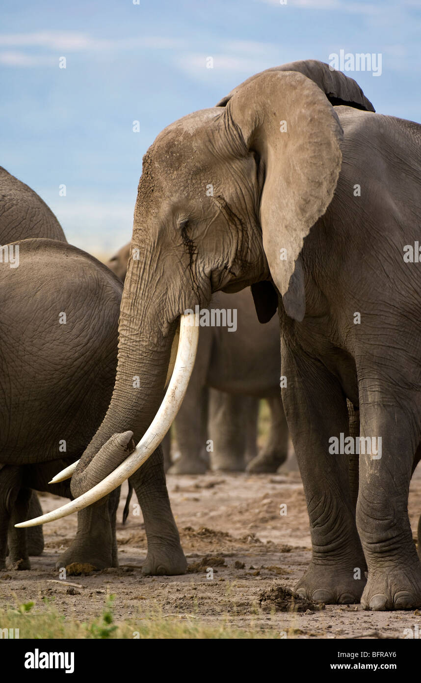 African Elephant Trunk in appoggio sulle zanne (Loxodonta africana) Foto Stock