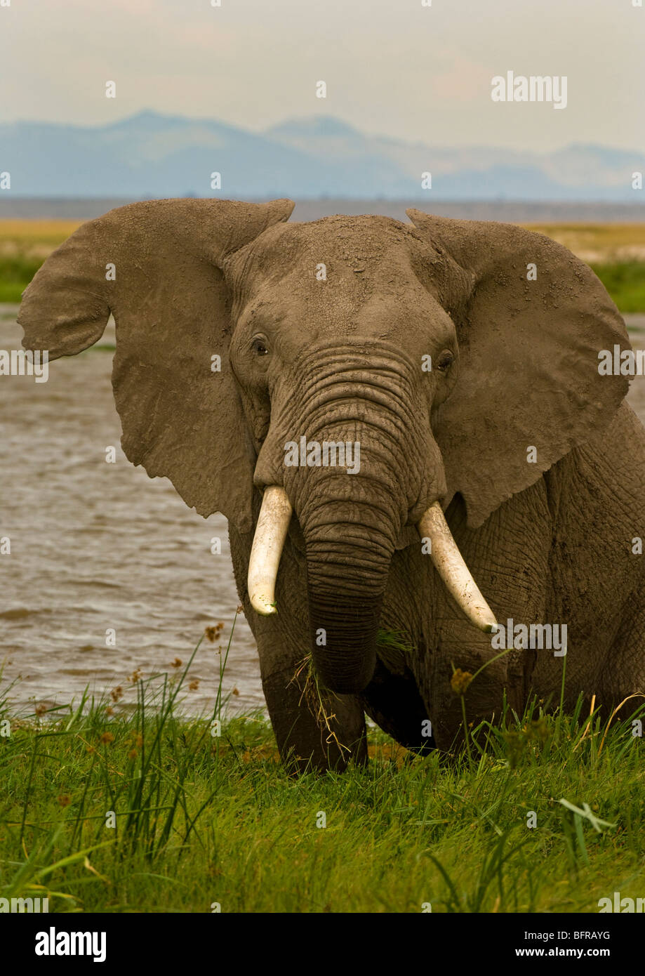 Elefante africano bull (Loxodonta africana) con orecchio strappato in piedi accanto ad acqua Foto Stock