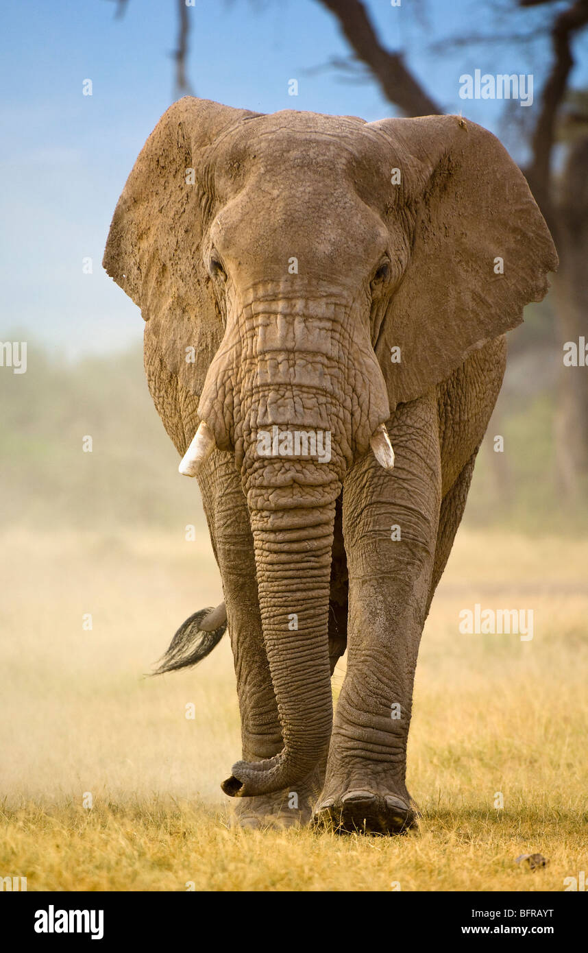 Elefante africano bull (Loxodonta africana) Passeggiate Foto Stock