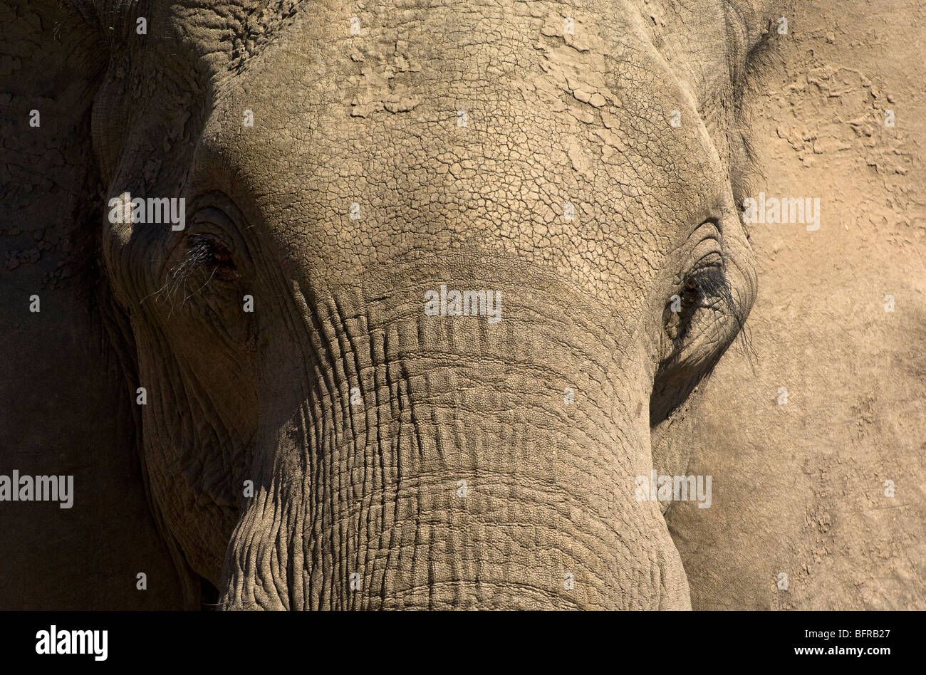 Close-up di elefante africano (Loxodonta africana) Fronte Foto Stock