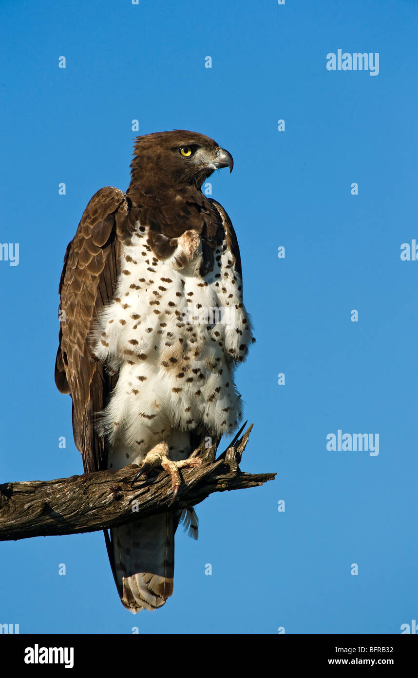 Aquila marziale appollaiato su un ramo contro un cielo blu chiaro Foto Stock