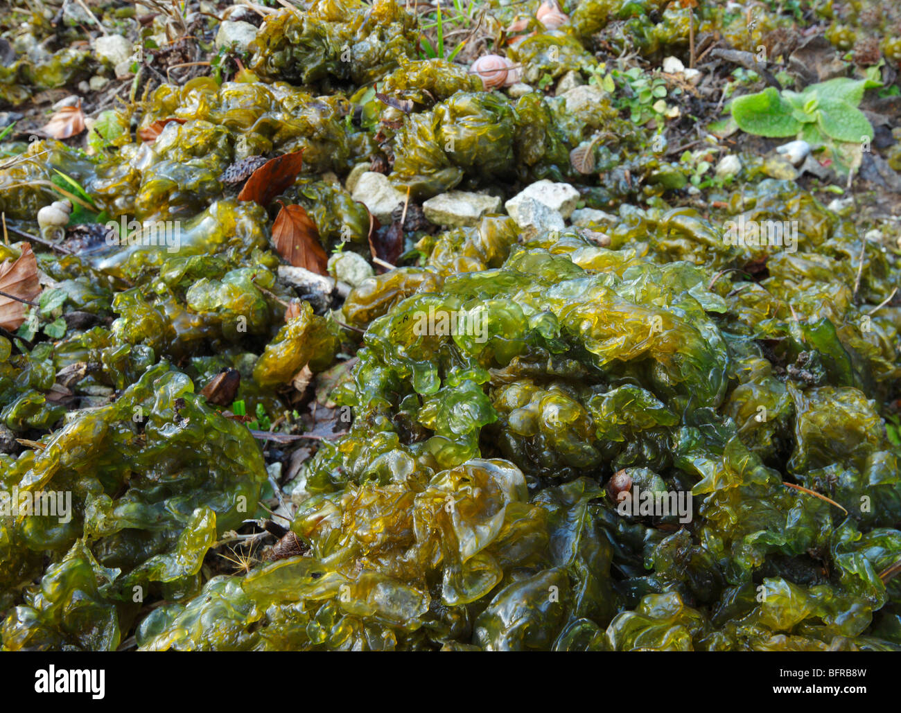 Nostoc alghe. Chalk Downland, Kent, Inghilterra, Regno Unito. Foto Stock
