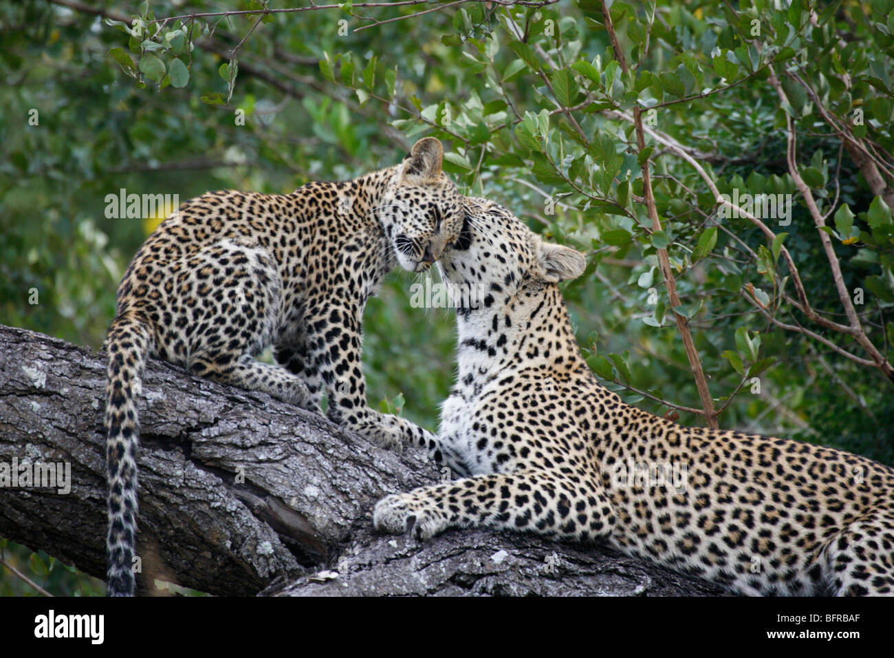 Una femmina di leopard toelettatura del suo cub mentre poggia su un log Foto Stock