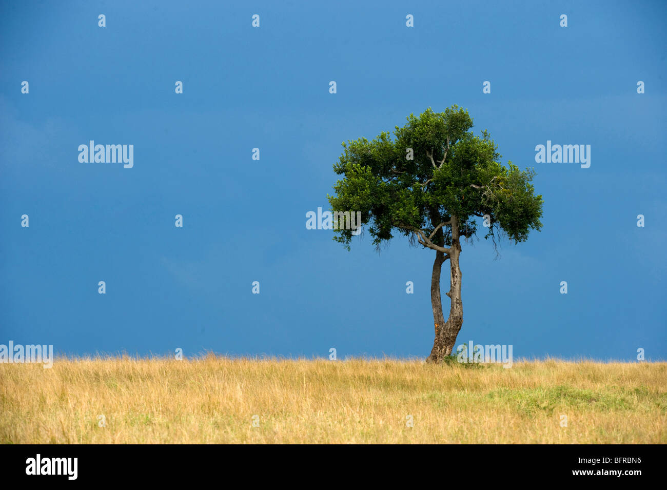 Lone Tree sul Masai Mara skyline Foto Stock