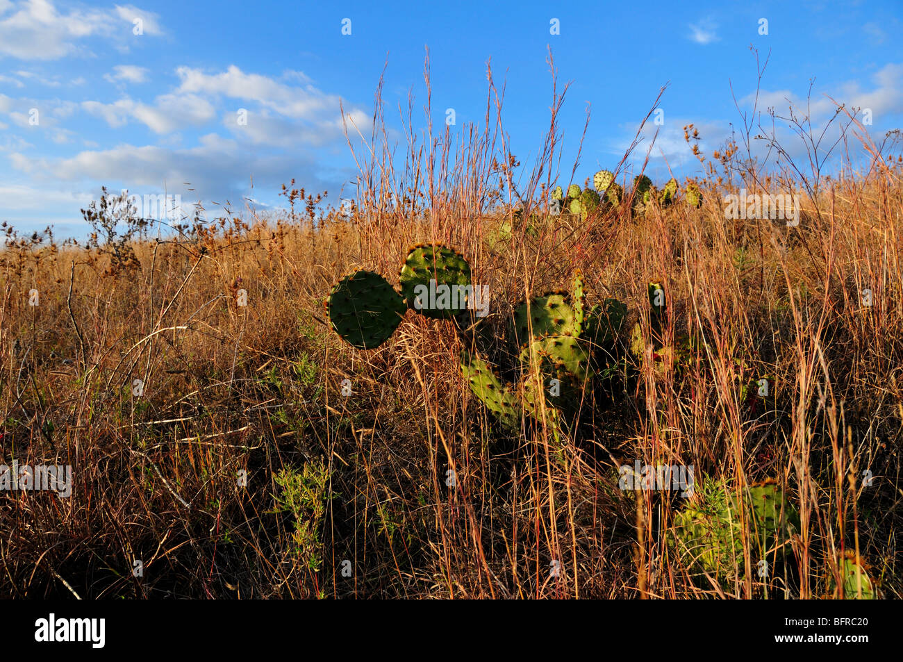 Cactus. Oklahoma, Stati Uniti d'America. Foto Stock