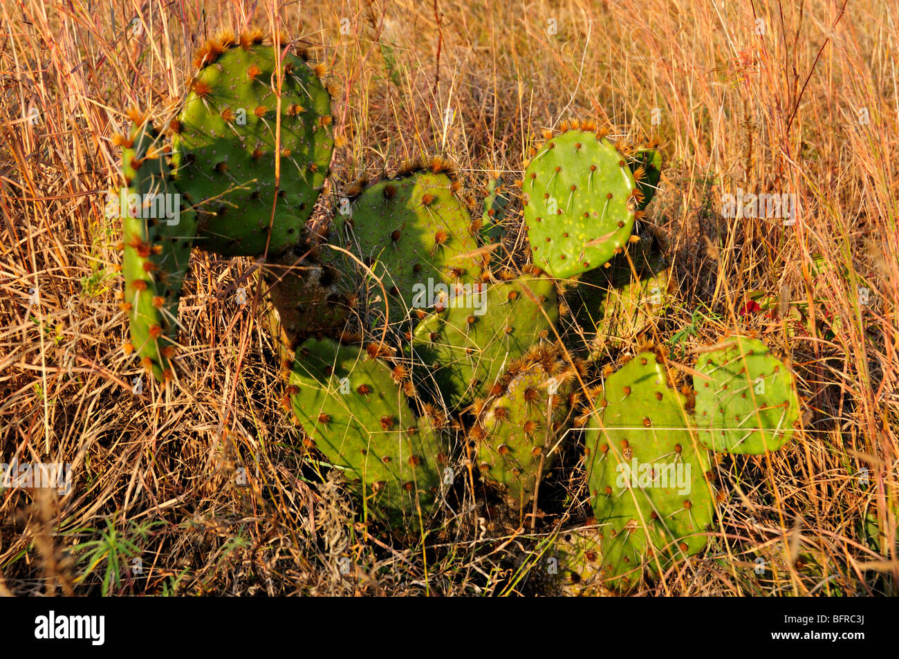 Cactus. Oklahoma, Stati Uniti d'America. Foto Stock