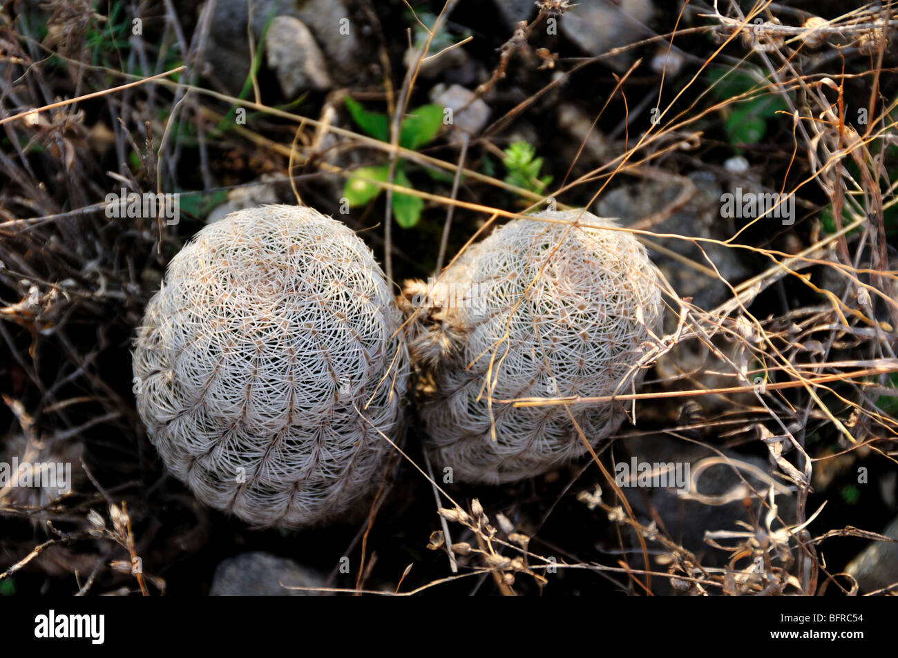 Cactus. Oklahoma, Stati Uniti d'America. Foto Stock