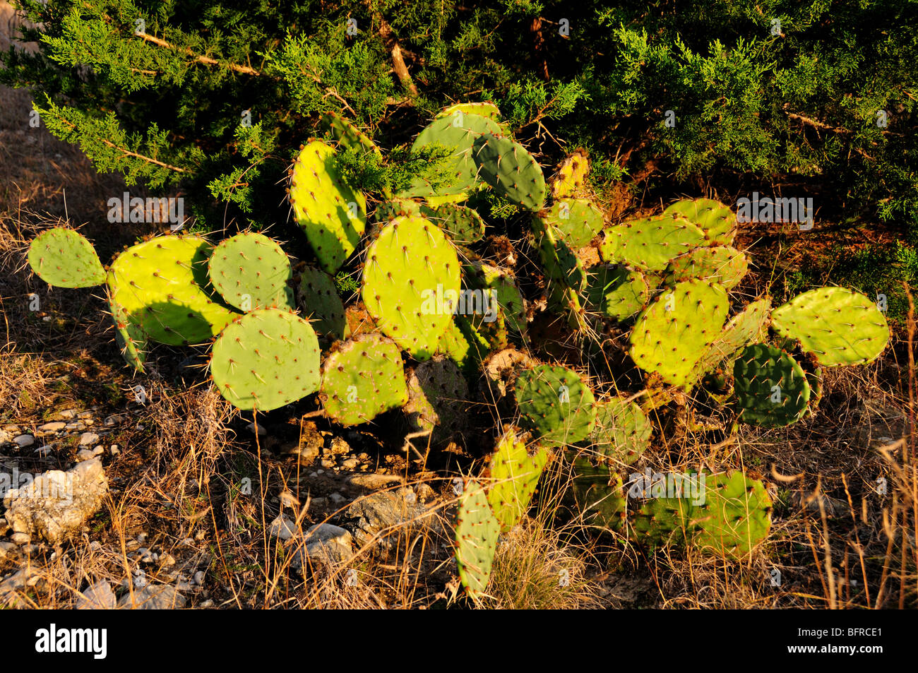 Cactus. Oklahoma, Stati Uniti d'America. Foto Stock