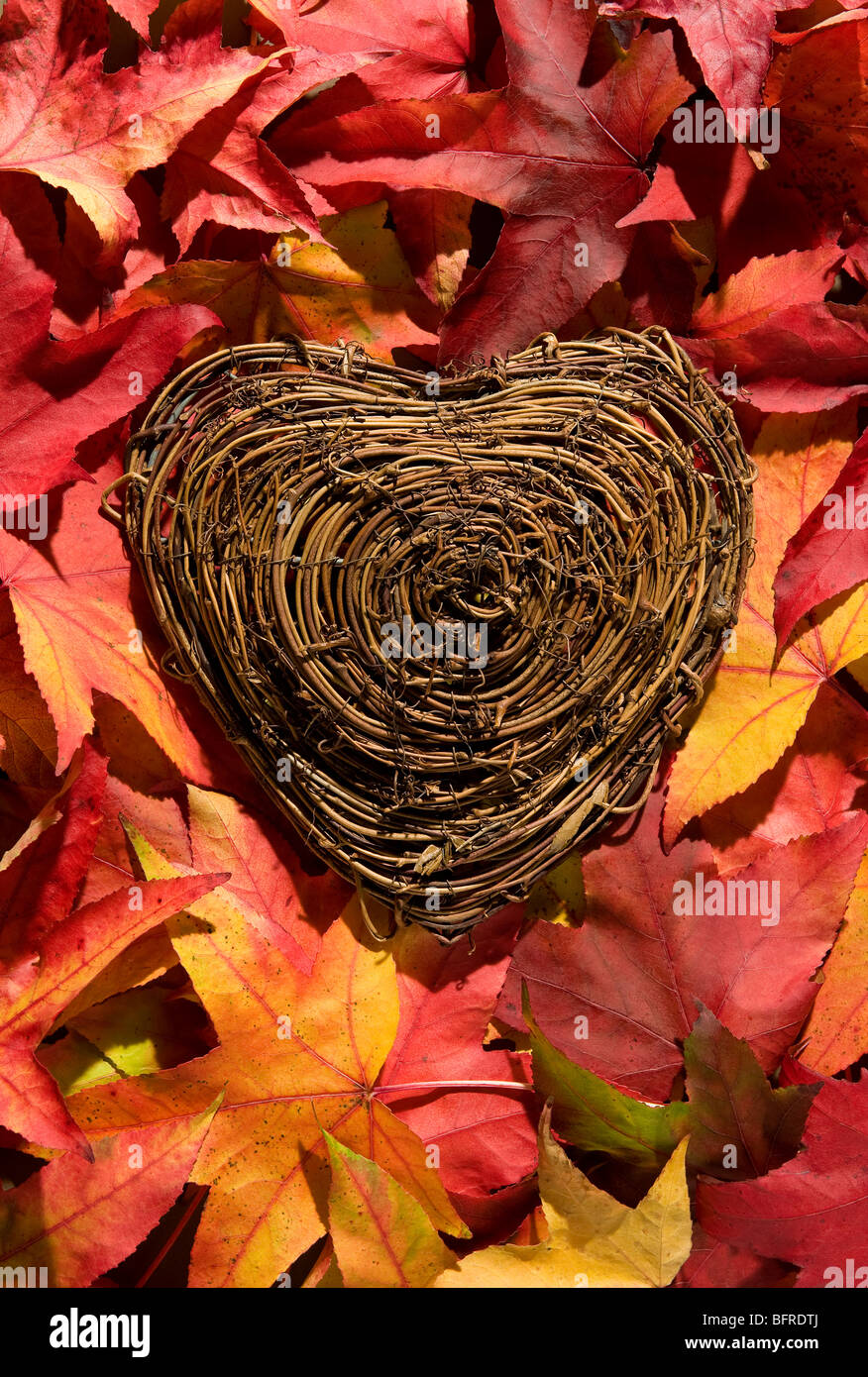 Amo la natura cuore sulle foglie colorate Foto Stock