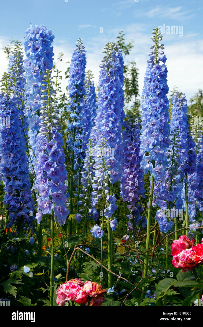 Delphinium - cultivar blu Foto Stock