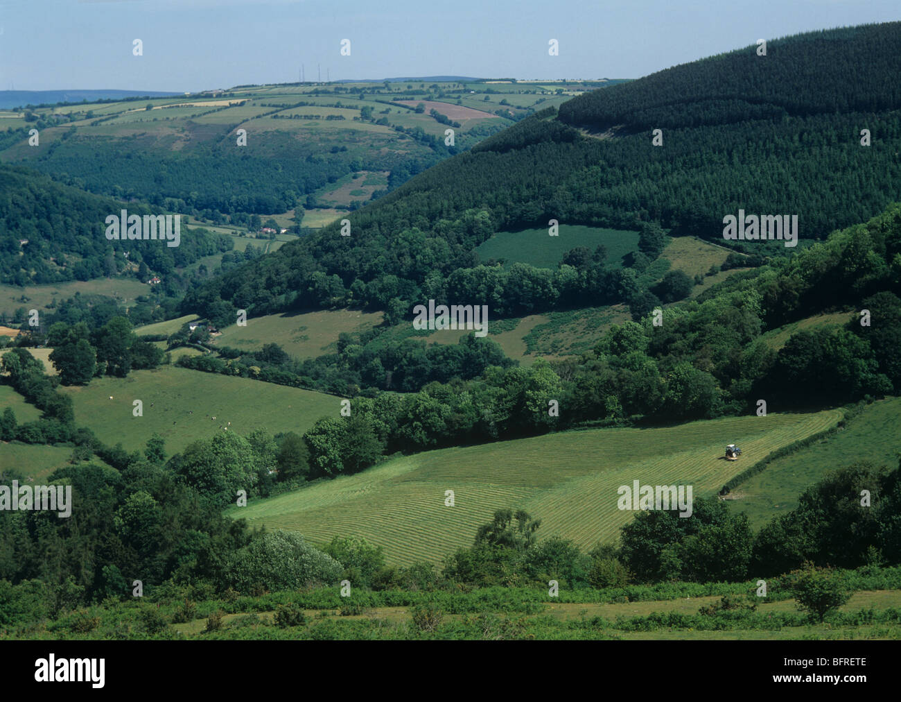Pascolo con confini ad albero, conifere e piantagioni di bosco con il trattore falciatura, Galles Foto Stock