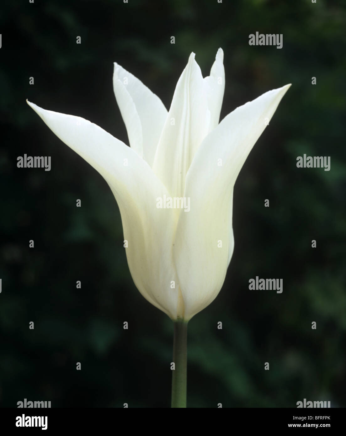Fiore di tulip 'Tres Chic' Foto Stock