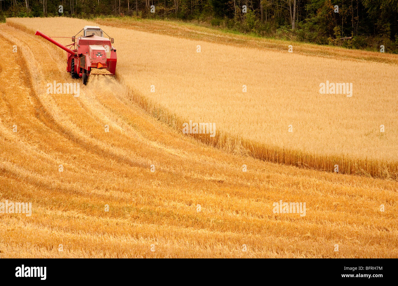 Mietitrebbia al lavoro , Finlandia Foto Stock