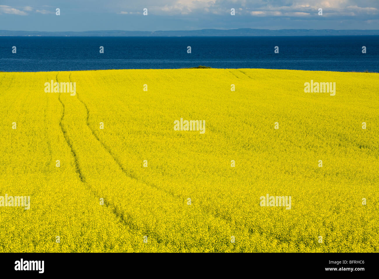 La Canola Field, Guernsey Cove, Prince Edward Island, Canada Foto Stock