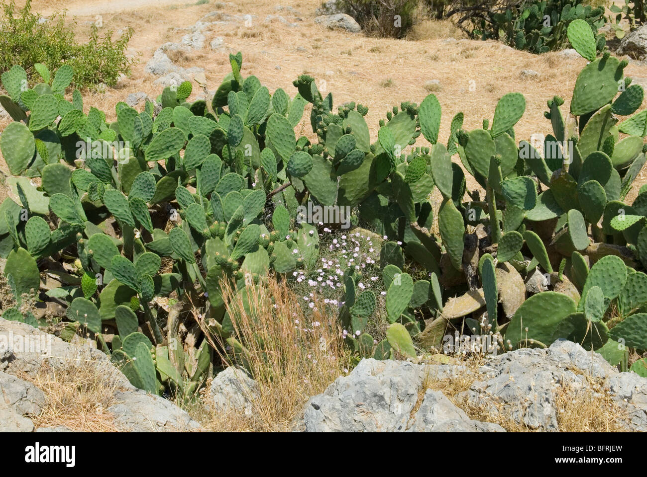 L' Opuntia ficus-indica crescita selvaggia a Creta Foto Stock