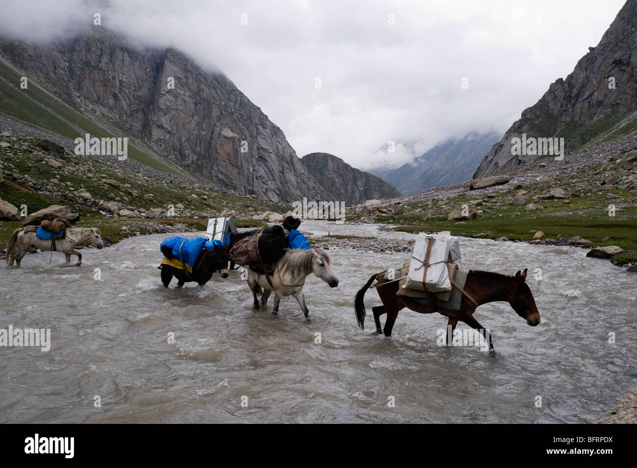 Supporto di trekking. I cavalli che trasportano campeggio e le attrezzature di cottura per il team. Foto Stock