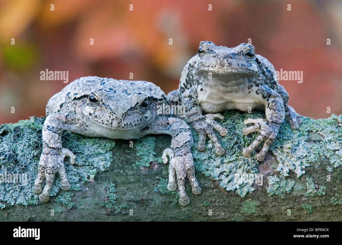 Coppia di Struttura Grigio rane Hyla versicolor su lichen coperto il ramo di albero Nord America Orientale, da saltare Moody/Dembinsky Foto Assoc Foto Stock