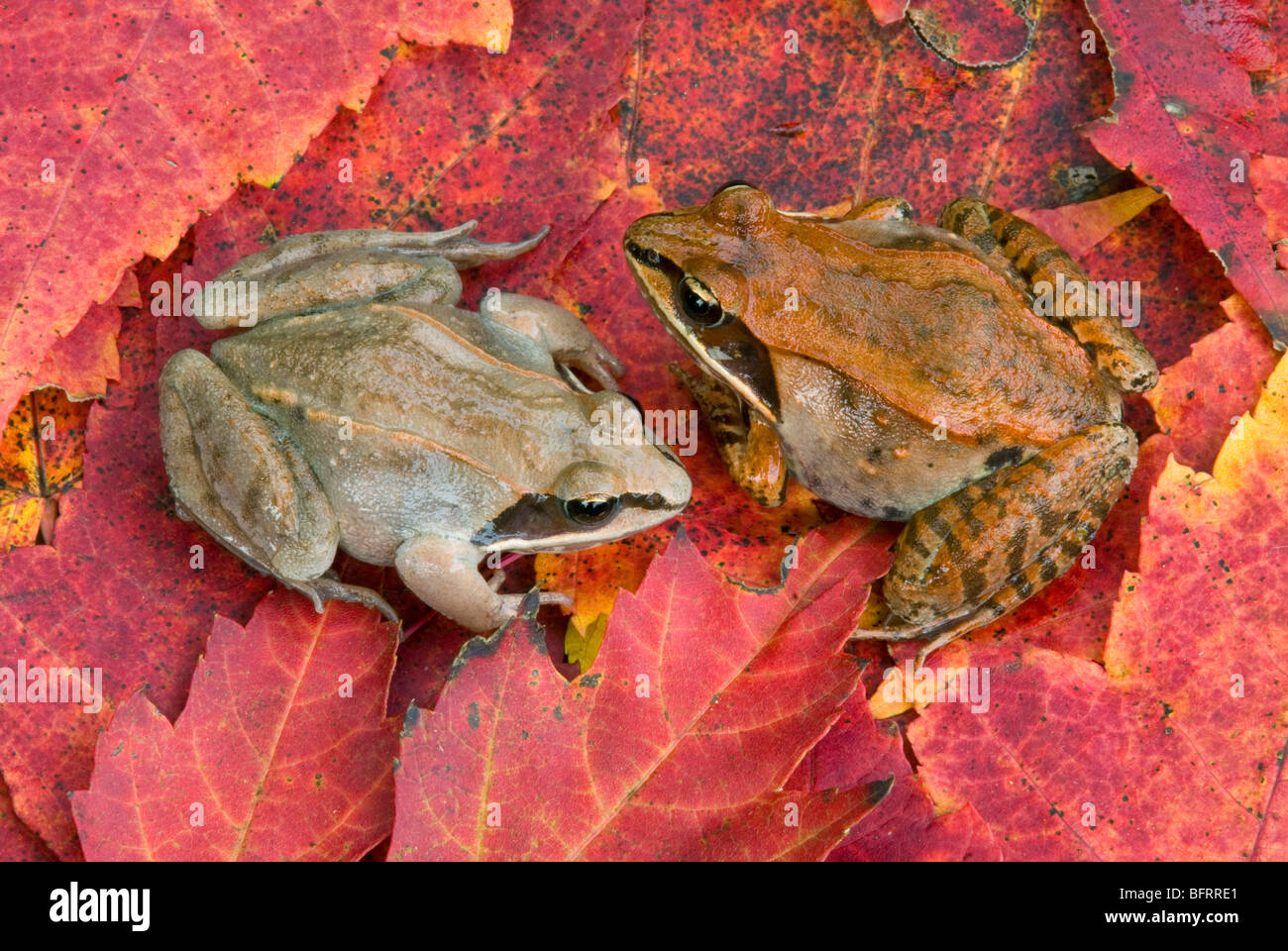 Maschio e femmina rane in legno Rana sylvatica su rosso foglie di acero Acer rubrum e USA, per saltare Moody/Dembinsky Foto Assoc Foto Stock