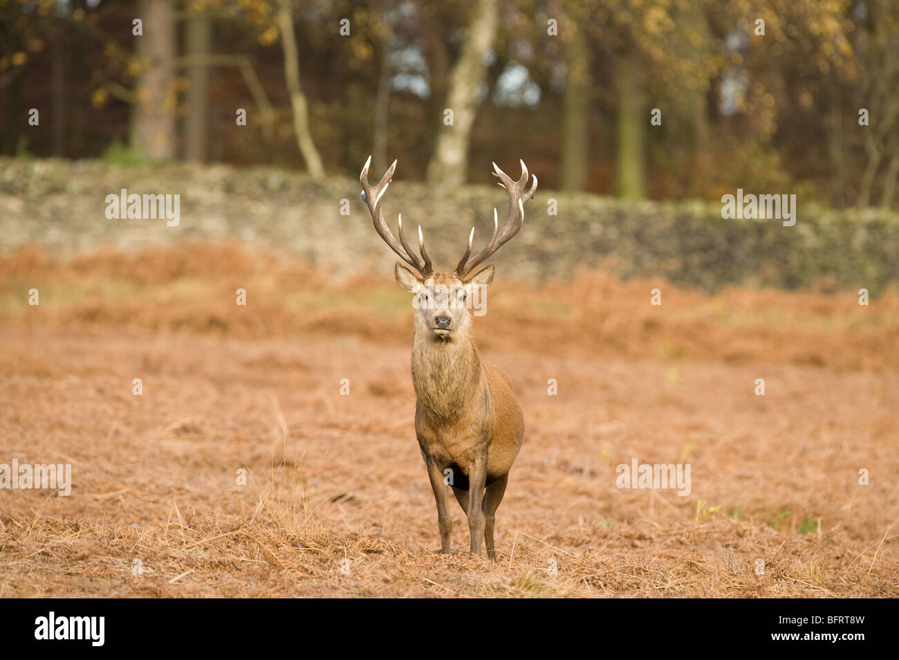 Red Deer Stag at Glenfield Lodge Park, Leicestershire Foto Stock