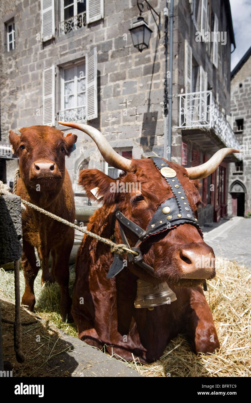 Un Salers mucca e il suo vitello di Besse en Chandesse (Francia). Vache de razza Salers et figlio vitello (Besse en-Chandesse (Francia). Foto Stock