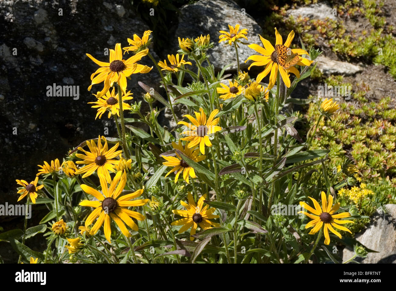 Giallo Rudbeckia hirta fiori nel Parco Nazionale Gran Paradiso, Giardino Botanico Alpino Paradisia, Cogne, Valle d'Aosta, Italia Foto Stock