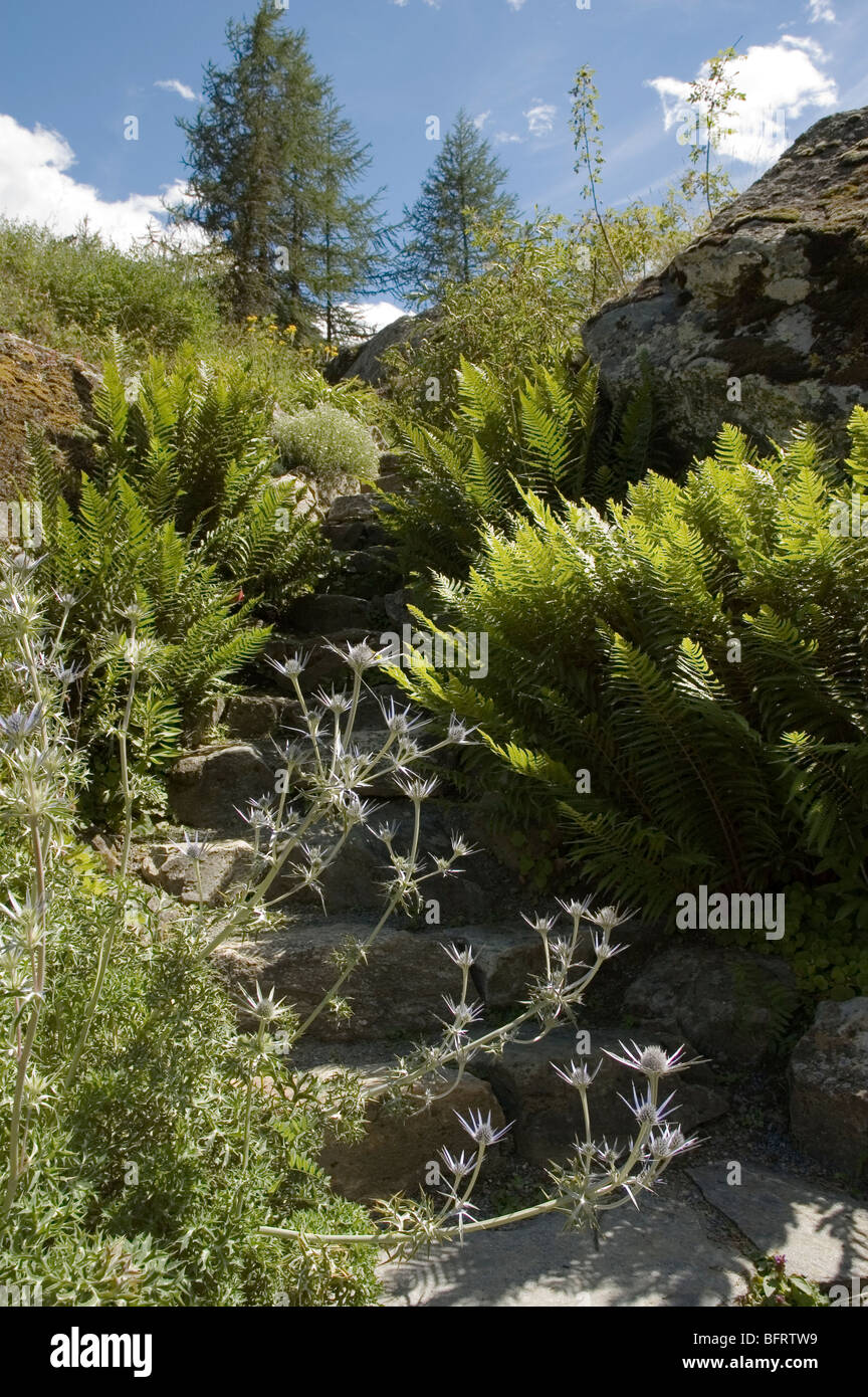 Parco Nazionale Gran Paradiso, Giardino Botanico Alpino Paradisia, Cogne, Valle d'Aosta, Italia Foto Stock