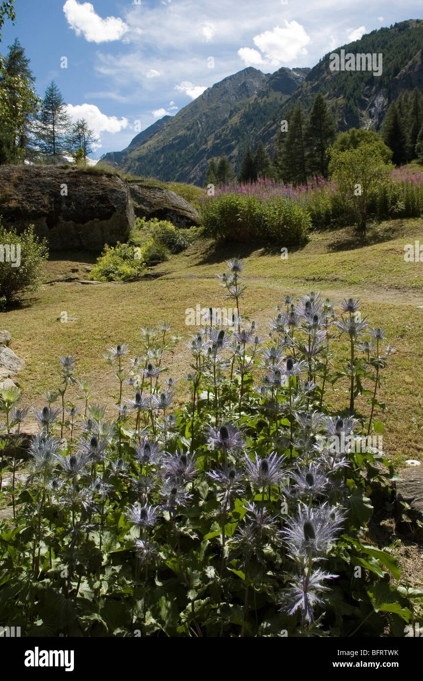 Eryngium alpinum, Parco Nazionale Gran Paradiso, Giardino Botanico Alpino Paradisia, Cogne, Valle d'Aosta, Italia Foto Stock