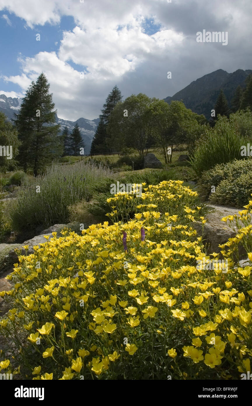 Golden la coltivazione del lino nel Parco Nazionale Gran Paradiso, Giardino Botanico Alpino Paradisia, Cogne, Valle d'Aosta, Italia Foto Stock