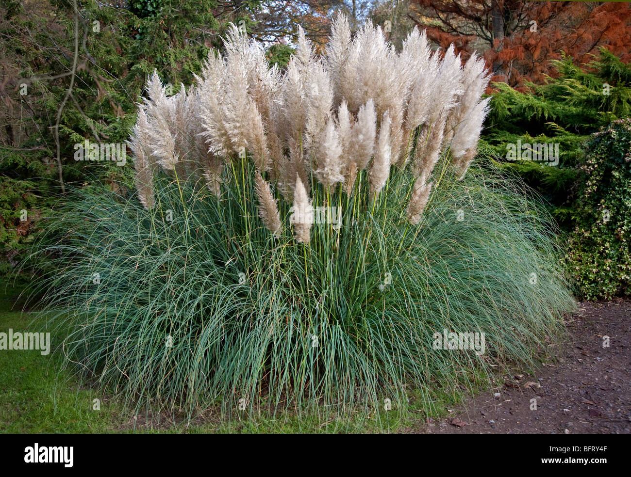 Pampa erba (cortaderia selloana) Foto Stock