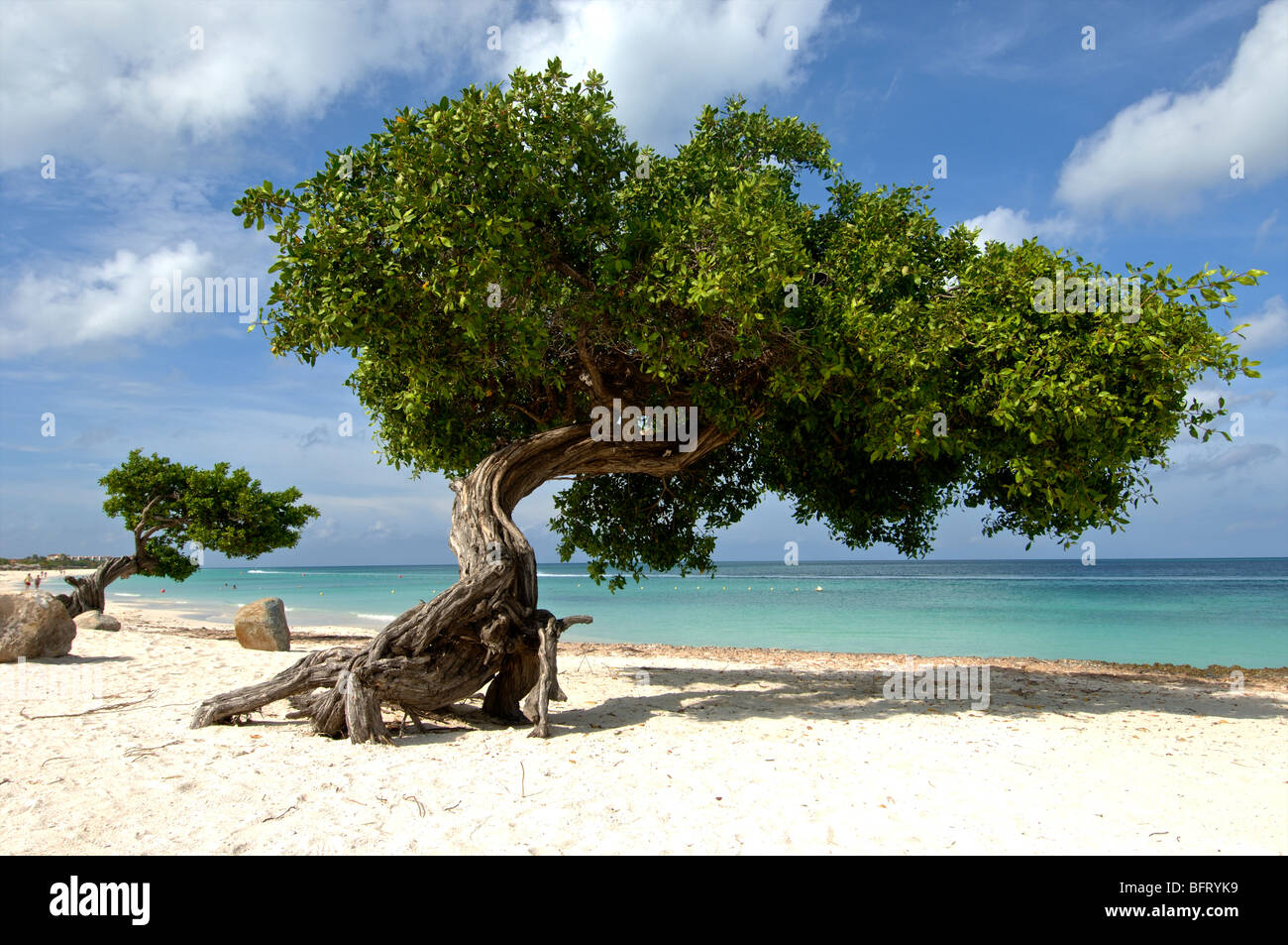 Aruba divi divi tree su eagle beach Foto Stock
