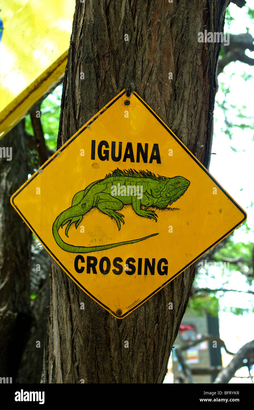 Aruba, Iguana crossing Foto Stock