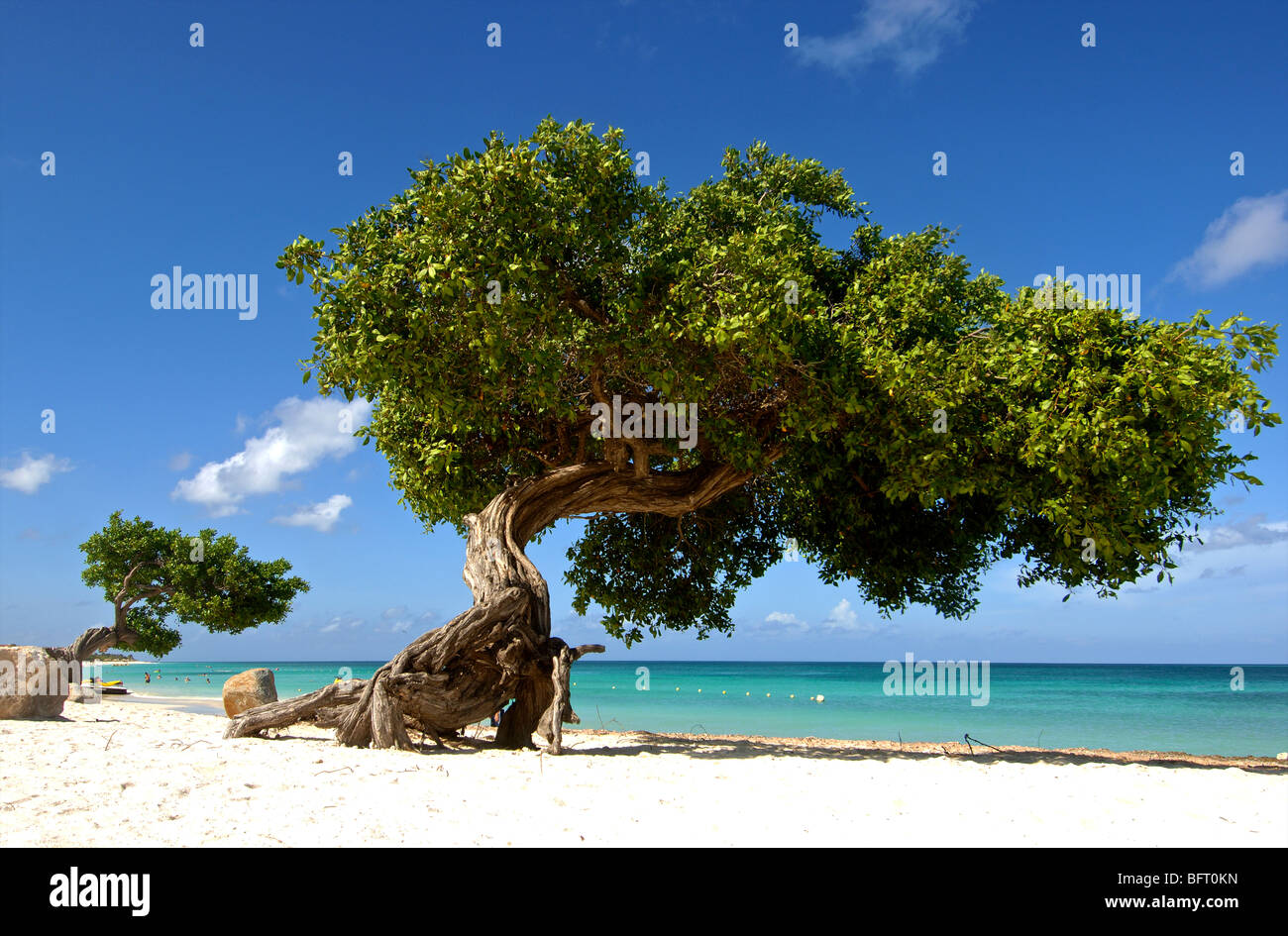 Aruba divi divi tree su Eagle beach Foto Stock