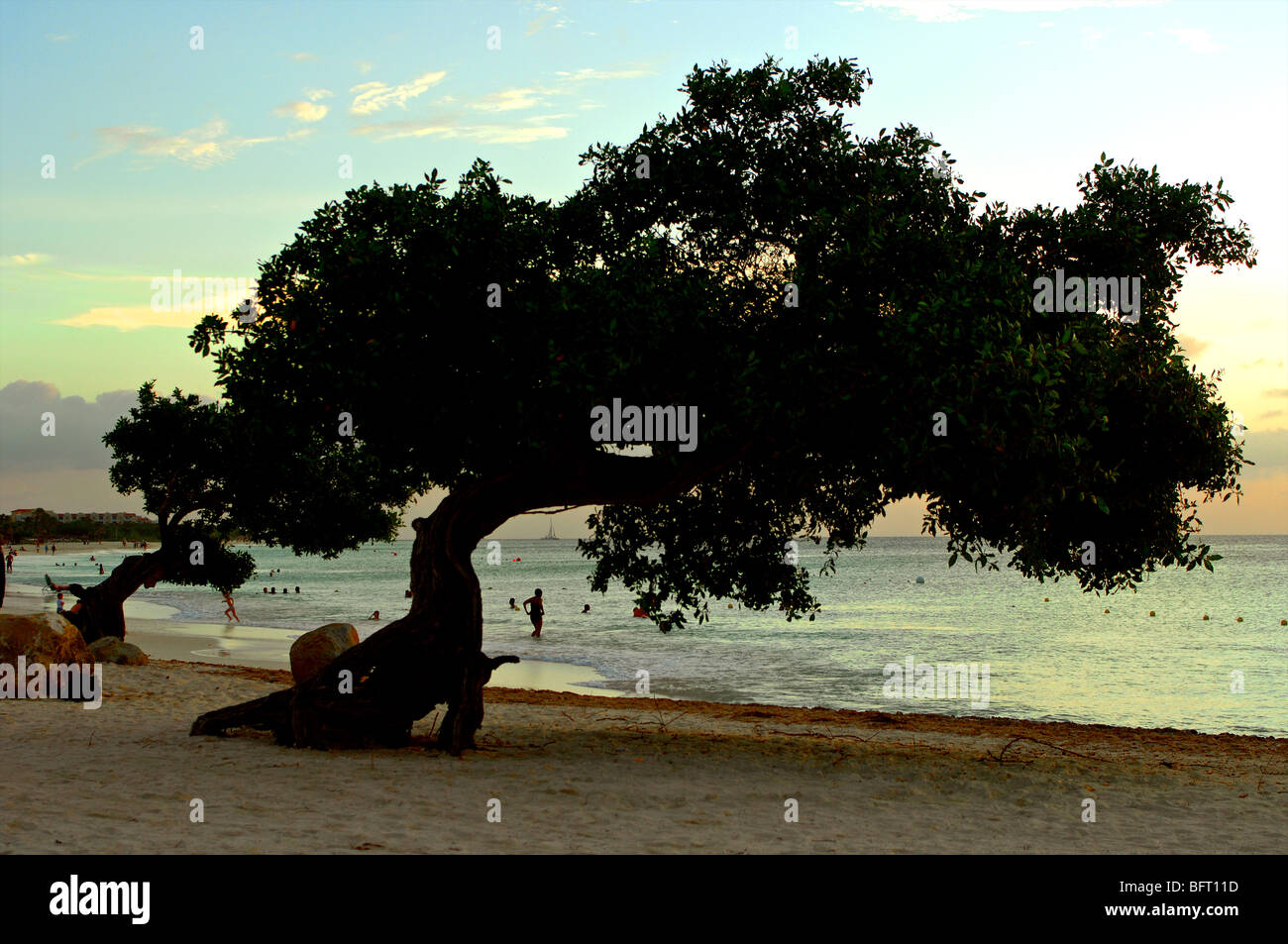 Aruba divi divi tree su Eagle beach Foto Stock