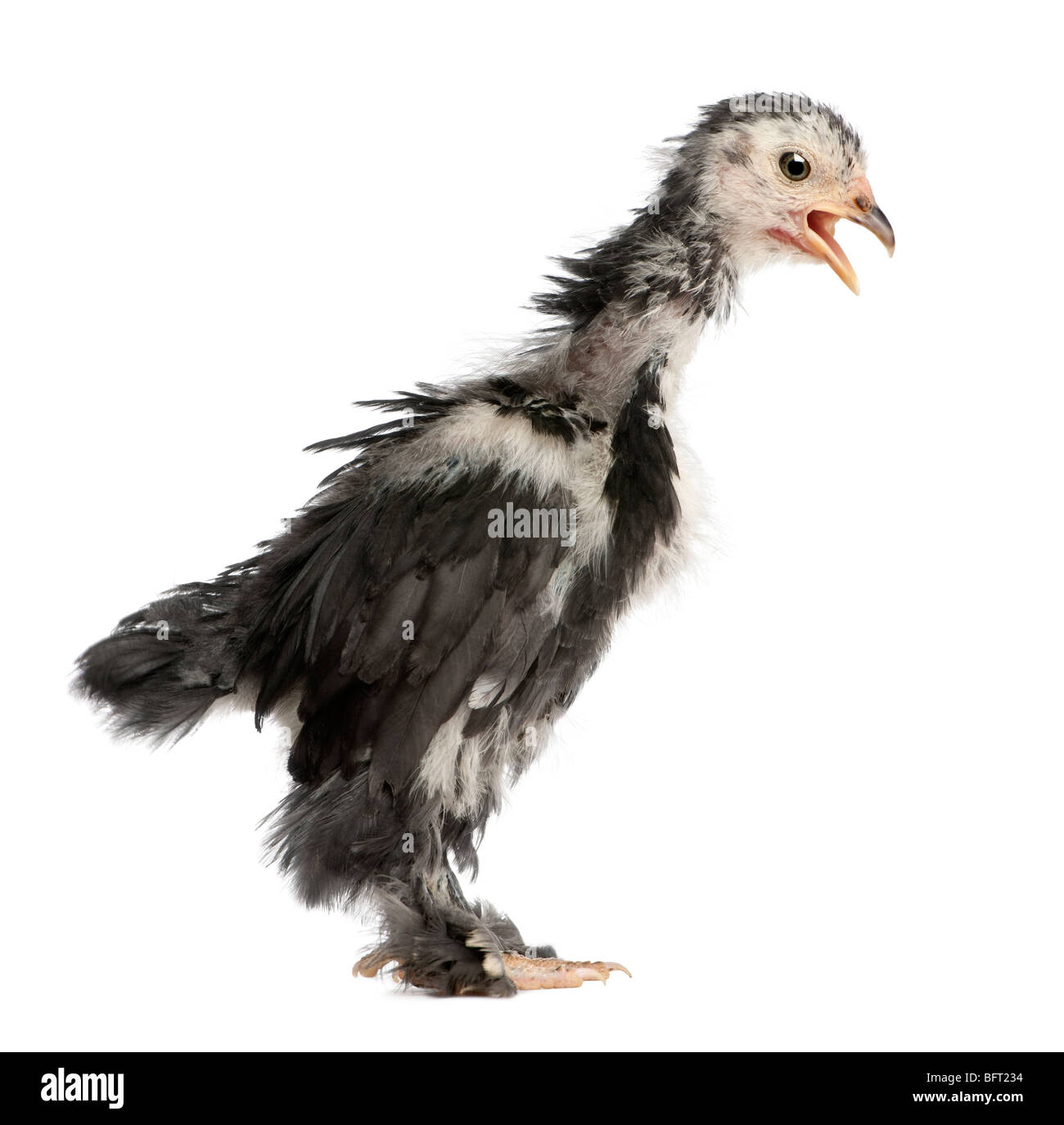 La Pekin è una razza di pollo bantam, trenta giorni di età, di fronte a uno sfondo bianco, studio shot Foto Stock