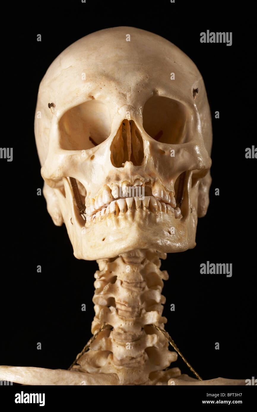 Scheletro Foto Stock