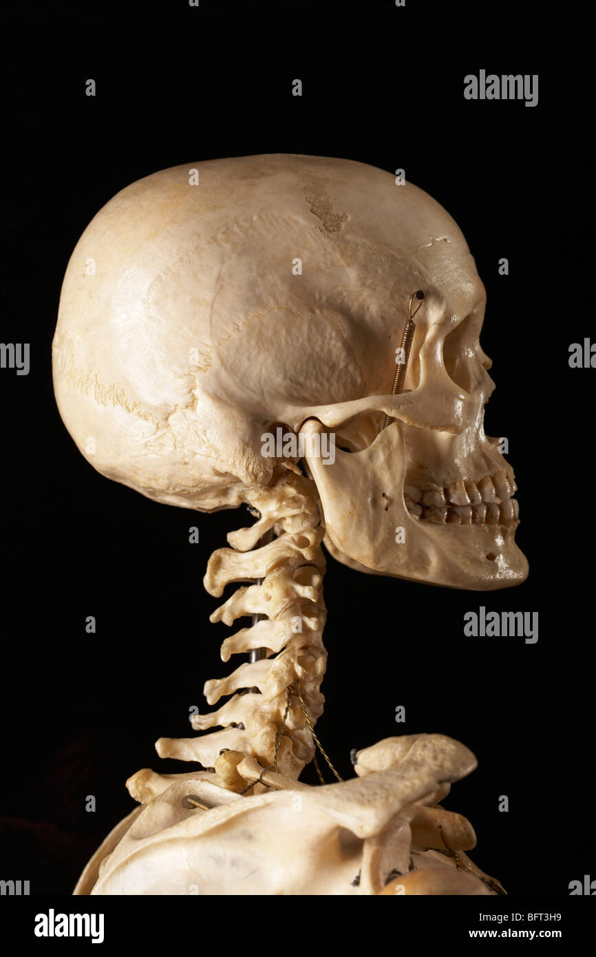Profilo di scheletro Foto Stock