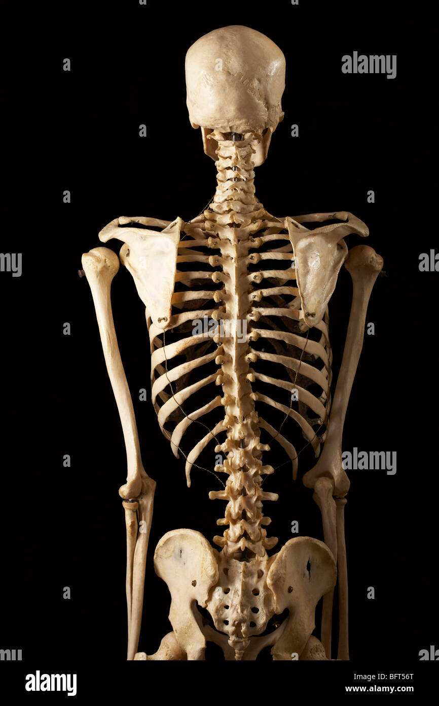 Vista posteriore dello scheletro Foto Stock