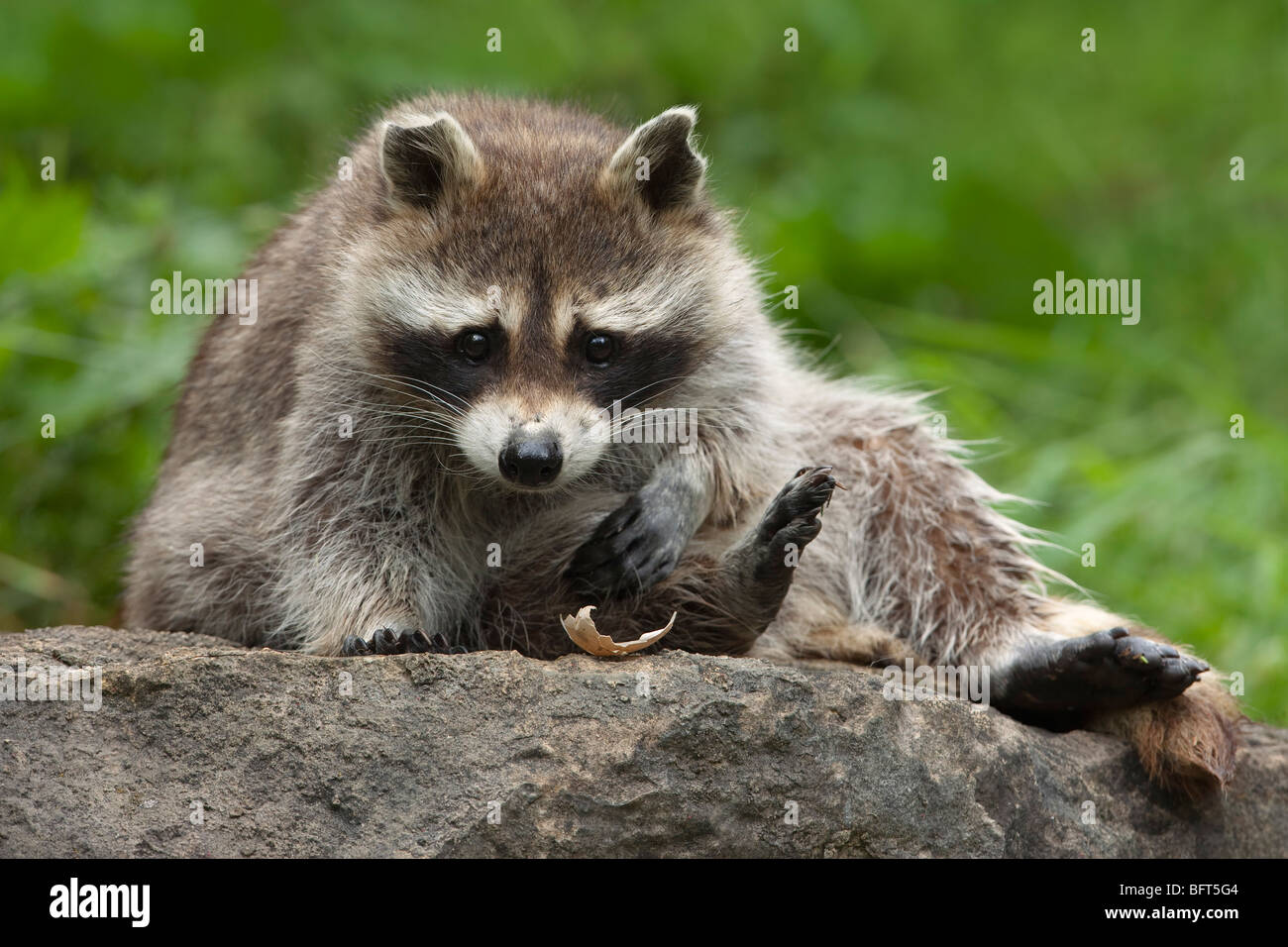 Procione Foto Stock