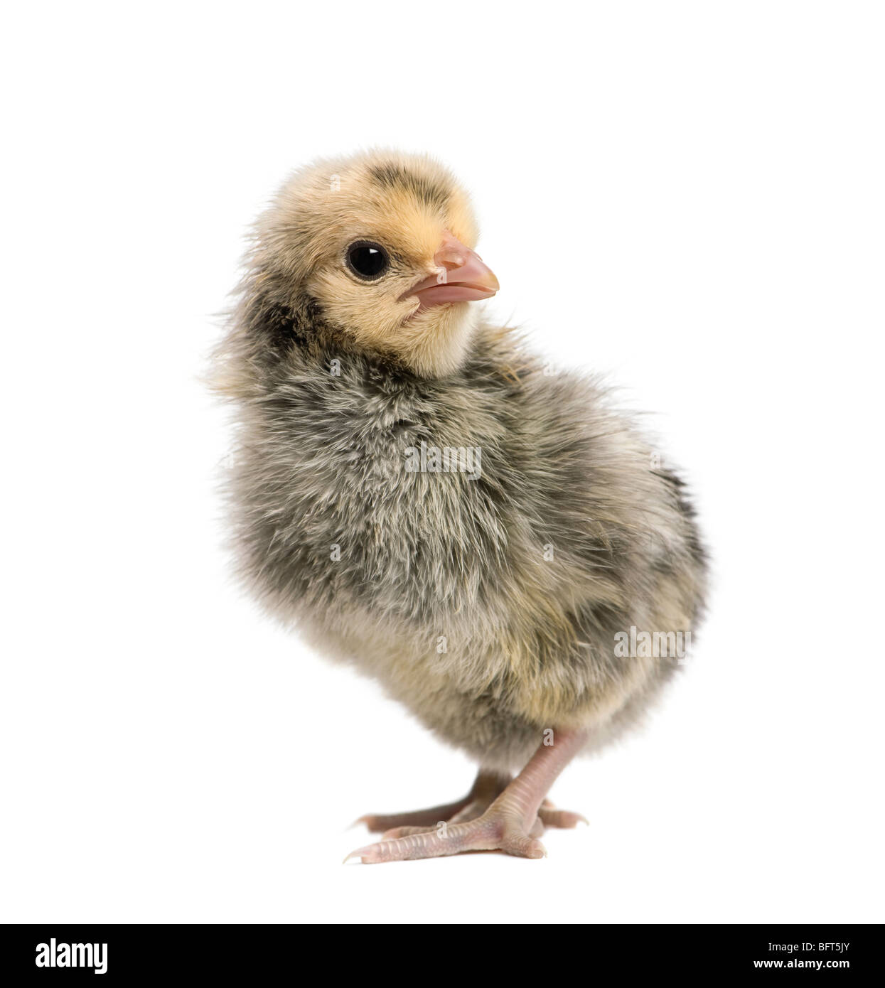 Amburgo pollo, 1 giorni di età, di fronte a uno sfondo bianco, studio shot Foto Stock