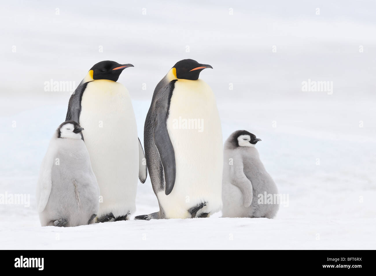 Pinguini imperatore, Snow Hill Island, Mare di Weddell, Antartide Foto Stock
