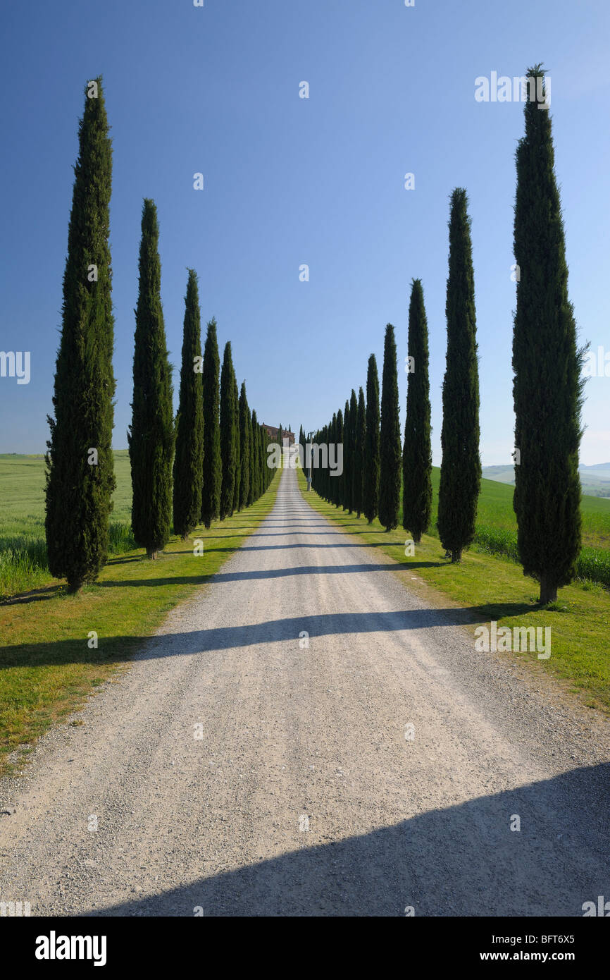 Road, Val d'Orcia, Toscana, Italia Foto Stock