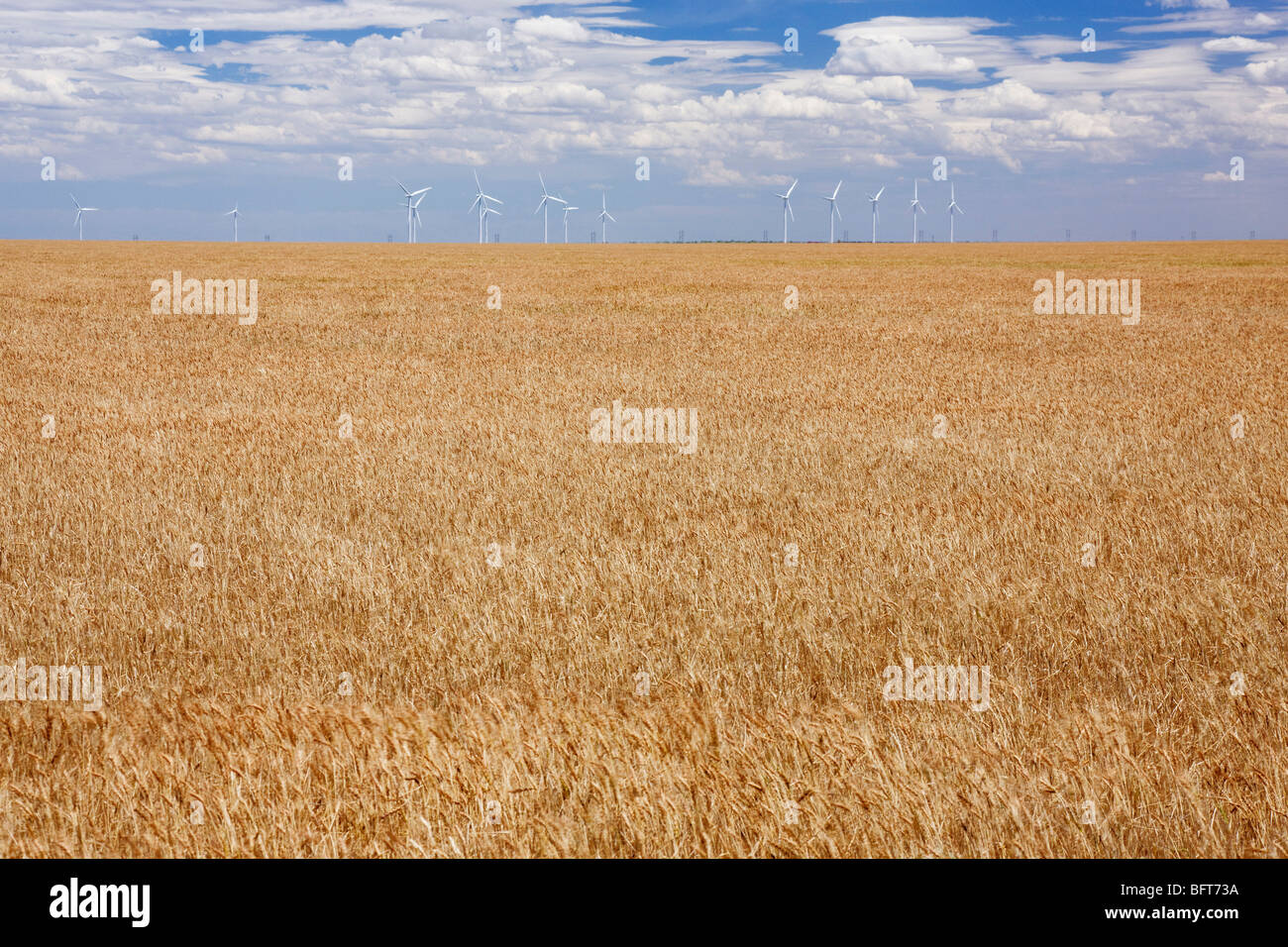 Wind Farm e campo di grano, vicino Amarillo, Texas, Stati Uniti d'America Foto Stock