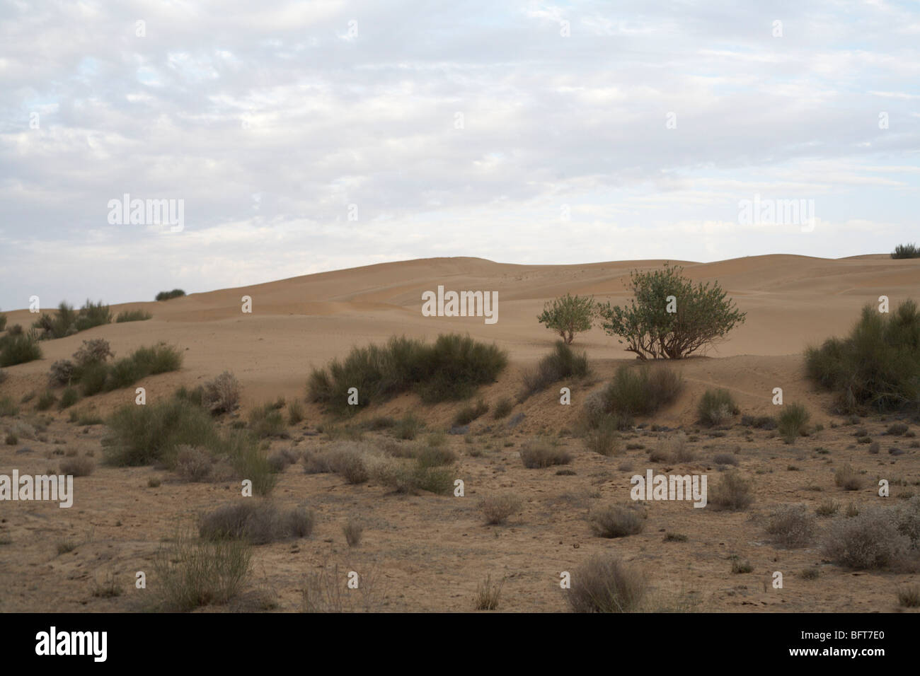 Deserto di Thar, Rajasthan, India Foto Stock