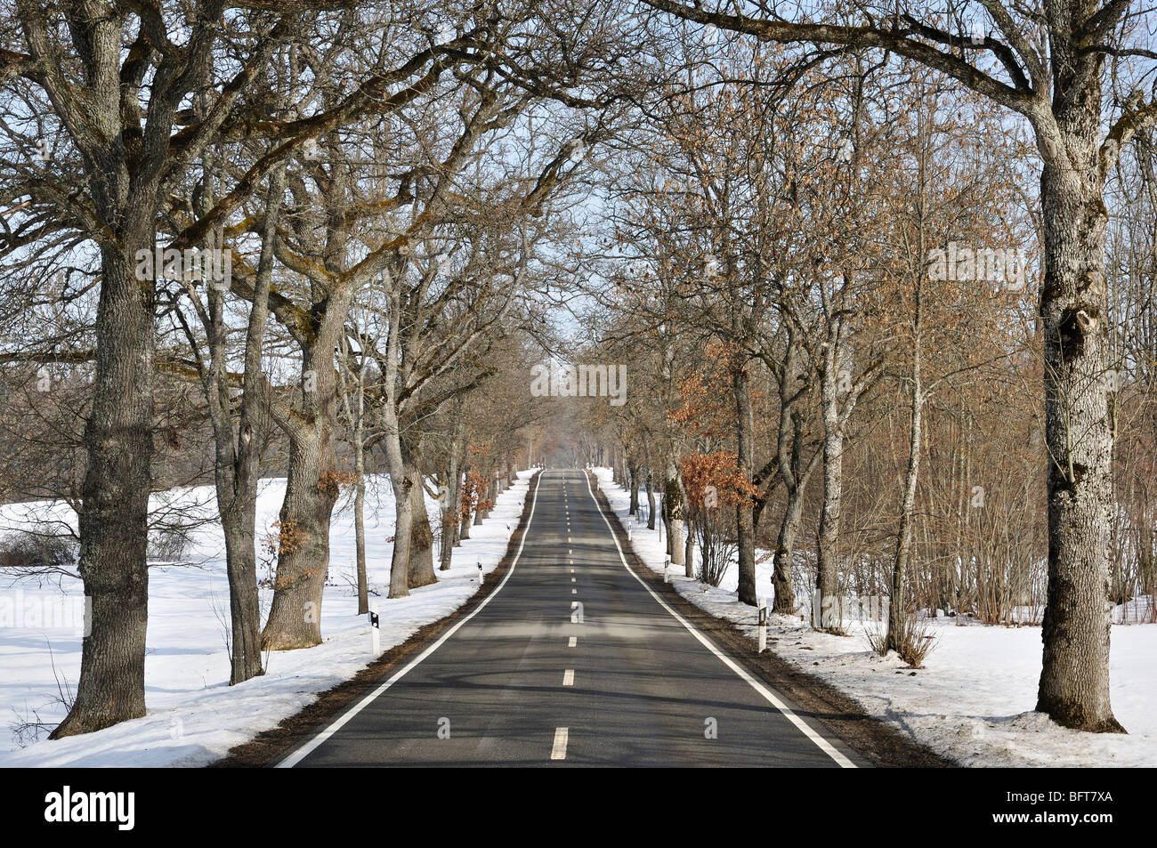 Strada alberata in inverno, vicino a Beuron, Baden-Wuerttemberg, Germania Foto Stock